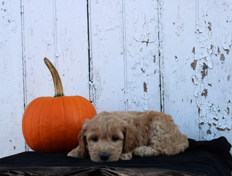 puppy, for, sale, Mini Goldendoodle F2B, Matthew B. Stoltzfus, dog, breeder, Gap, PA, dog-breeder, puppy-for-sale, forsale, nearby, find, puppyfind, locator, puppylocator, aca